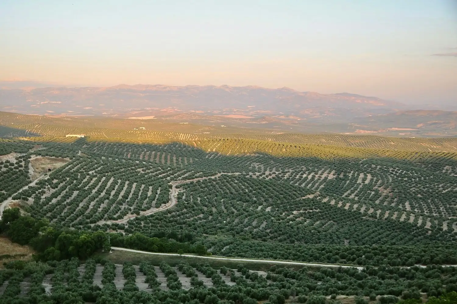 Mar de olivos de Jaén al atardecer desde la sierra